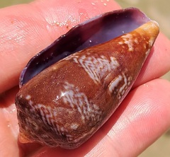 Conus tinianus