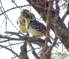 Trachyphonus darnaudii