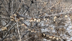 Hippophae rhamnoides