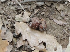 Andricus dentimitratus