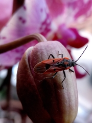 Lygaeus creticus