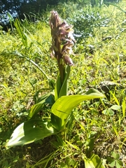 Himantoglossum robertianum