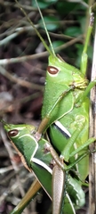 Staleochlora trilineata