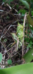 Staleochlora trilineata