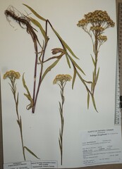 Solidago houghtonii