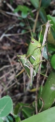 Staleochlora trilineata