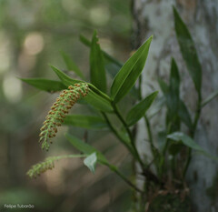 Epidendrum armeniacum