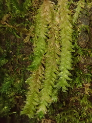 Neckera cephalonica