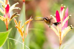 Phaethornis longuemareus