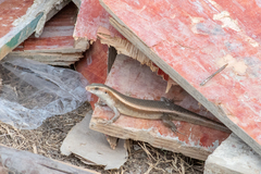 Eutropis multifasciata