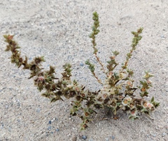 Pyankovia brachiata