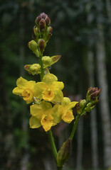Cyrtopodium glutiniferum
