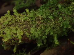 Radula lindenbergiana