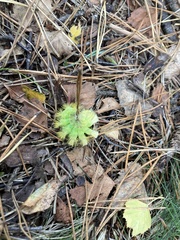 Calliteara pudibunda