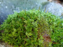 Syntrichia princeps