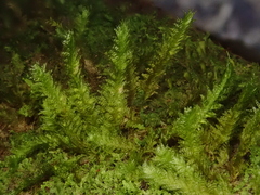 Neckera cephalonica