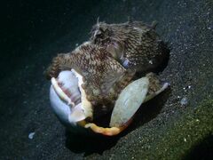 Amphioctopus marginatus