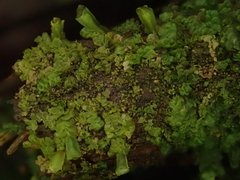 Radula lindenbergiana