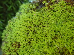 Vinealobryum vineale