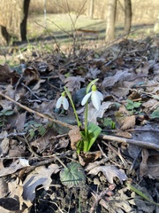 Galanthus woronowii