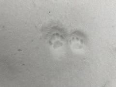 Felis catus