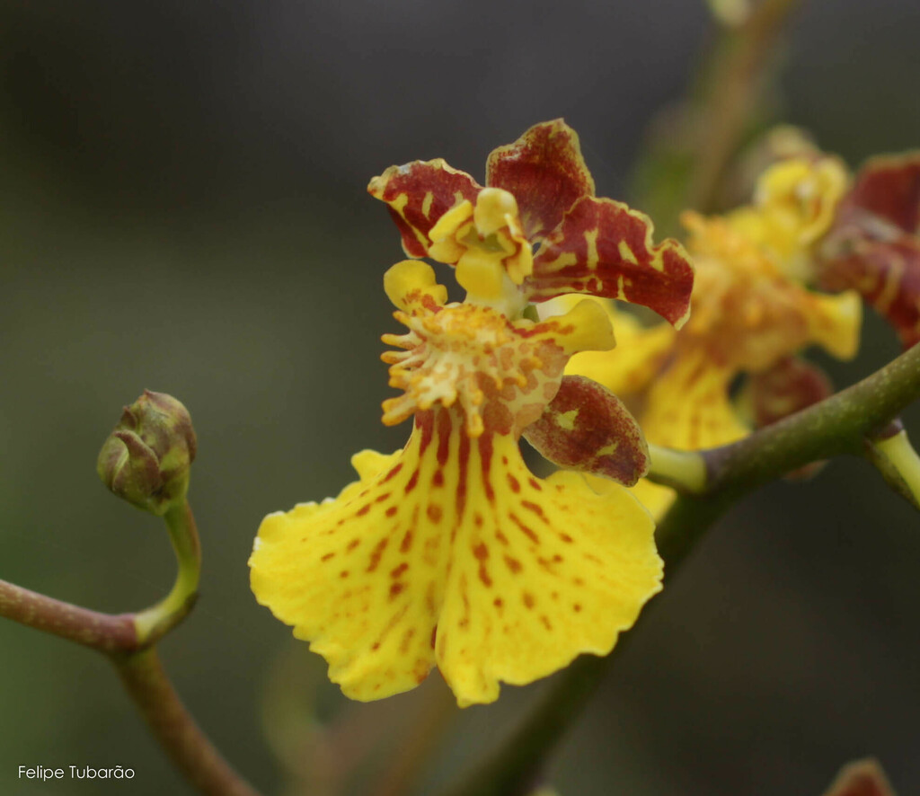 Gomesa blanchetii