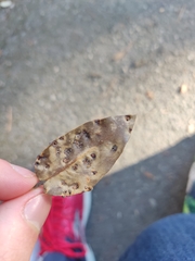 Dryomyia lichtensteinii