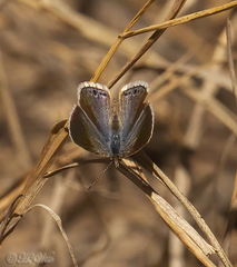 Echinargus isola