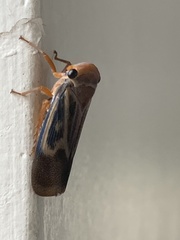 Poiocerinae