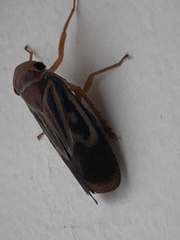 Poiocerinae