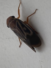 Poiocerinae