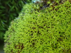 Vinealobryum vineale