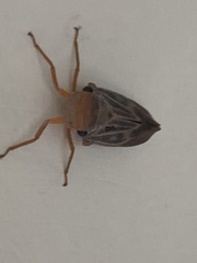Poiocerinae