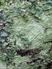 Lepraria finkii