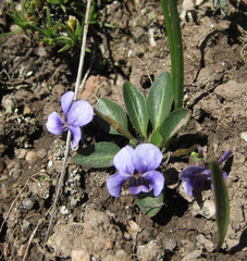 Viola thianschanica