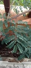 Leucaena leucocephala image