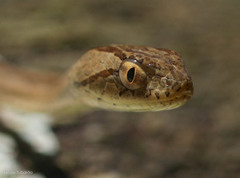 Dryophylax hypoconia