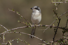 Lanius excubitor elegans
