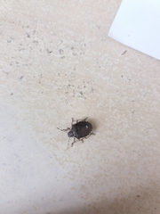 Holcostethus sphacelatus