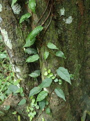 Ficus sarmentosa nipponica
