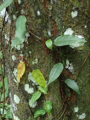 Ficus sarmentosa nipponica