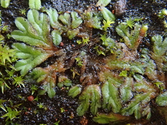 Riccia nigrella