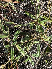 Croton linearis