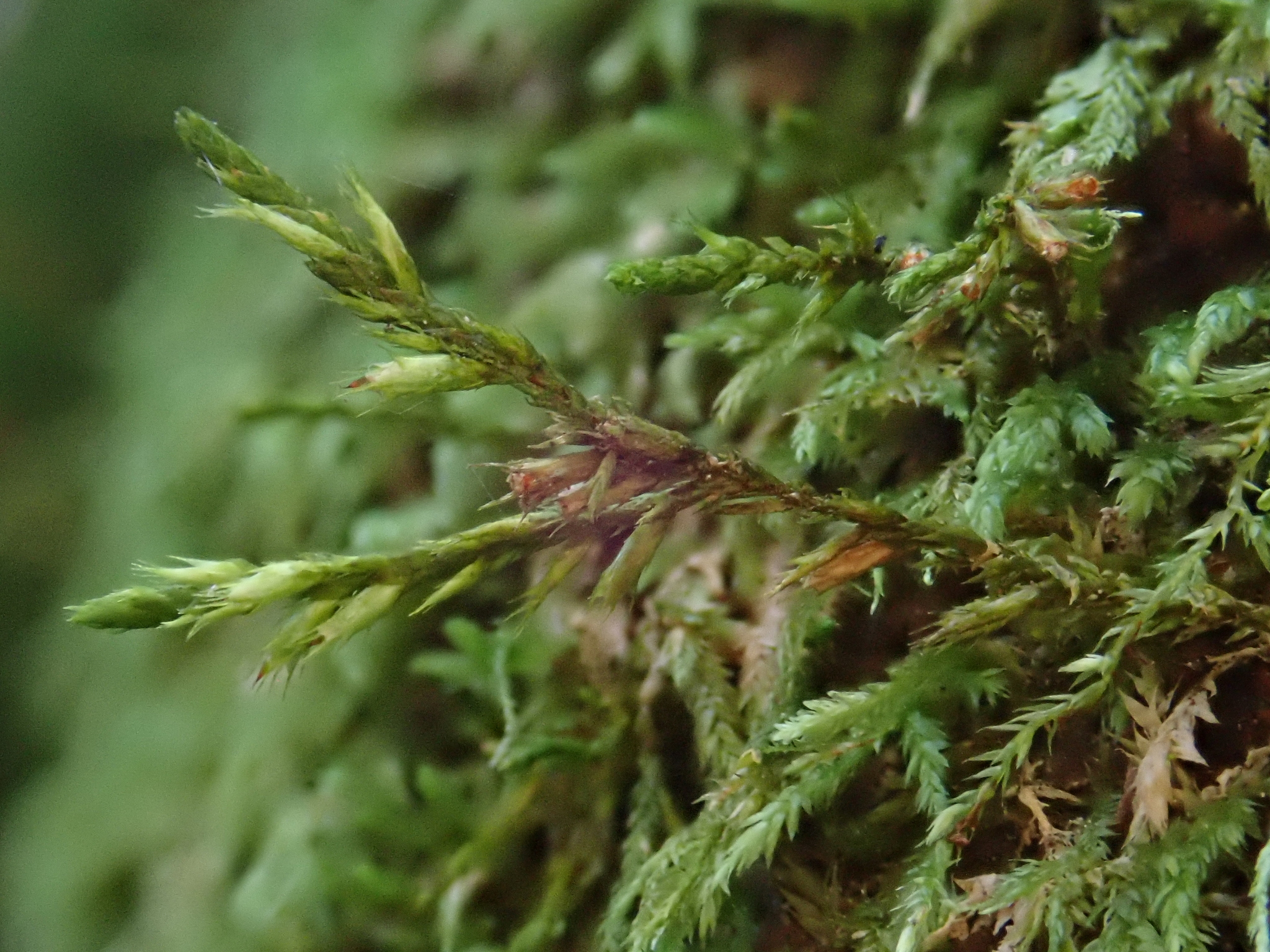 Cryphaea heteromalla