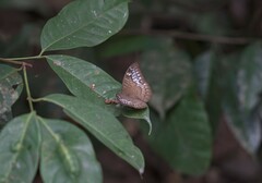 Tanaecia pelea