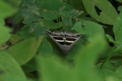 Grammodes geometrica