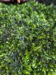 Rhynchostegium