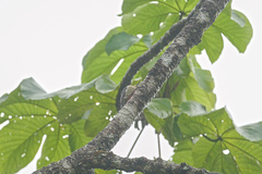 Melanerpes chrysauchen