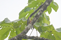 Melanerpes chrysauchen