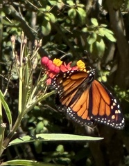 Danaus plexippus